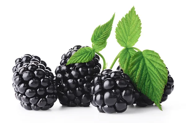 Moras frescas maduras — Foto de Stock