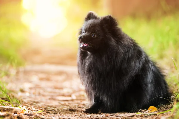 Black shpitz in park — Stock Photo, Image