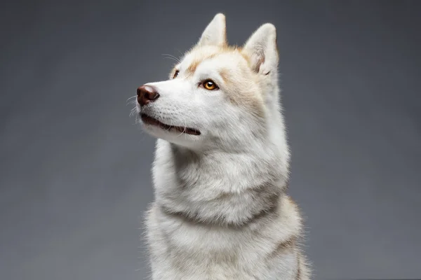 Adorabile husky siberiano — Foto Stock