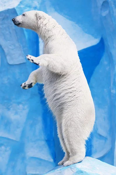 Білий полярний ведмідь — стокове фото