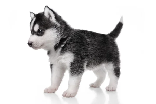 Süße kleine Husky Welpen — Stockfoto