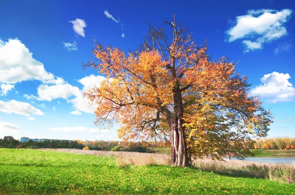 Höstlandskap vid park — Stockfoto