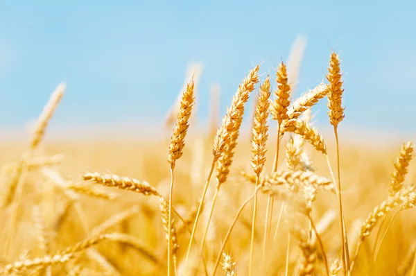 Wheat field and blue sky