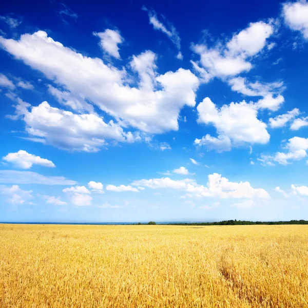 Weizenfeld und blauer Himmel — Stockfoto