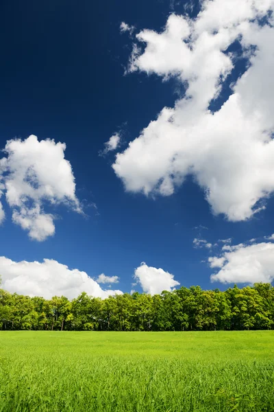 Green city park with trees — Stock Photo, Image