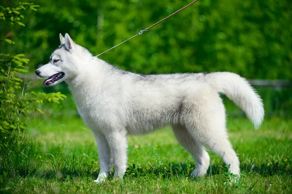 Bedårande Siberian husky — Stockfoto