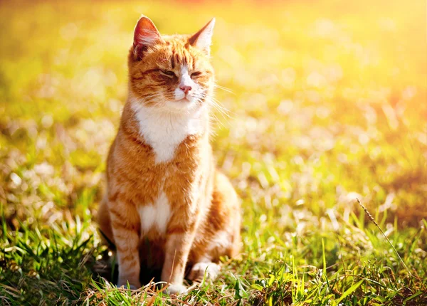 草の上の赤い猫 — ストック写真