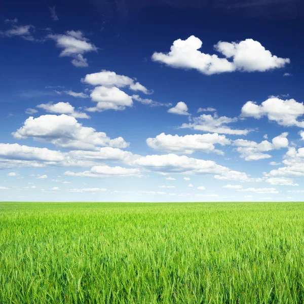 Campo de trigo contra el cielo azul —  Fotos de Stock