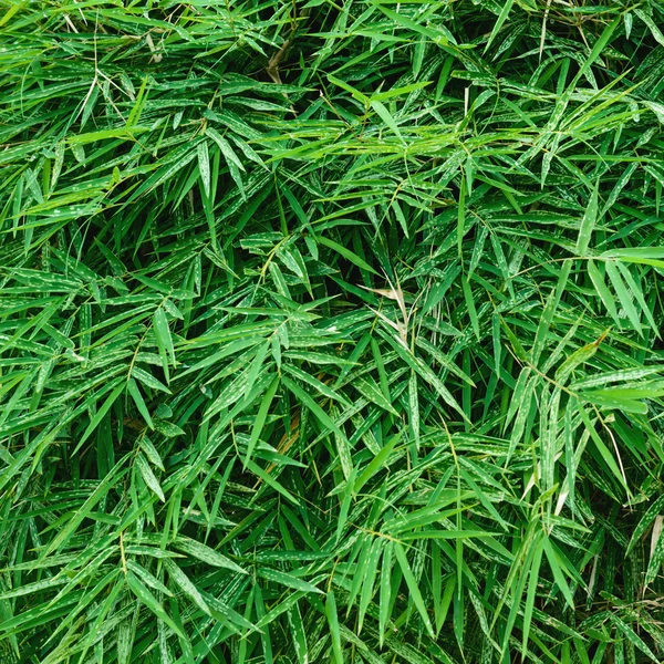 Foglie di bambù verde — Foto Stock