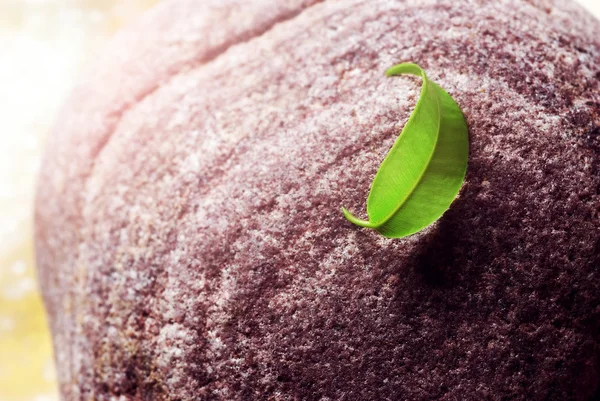 Green leaf on stone — Stock Photo, Image