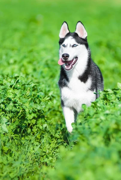 Husky, futás-ban fű — Stock Fotó