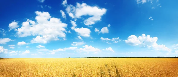 Weizenfeld und blauer Himmel — Stockfoto