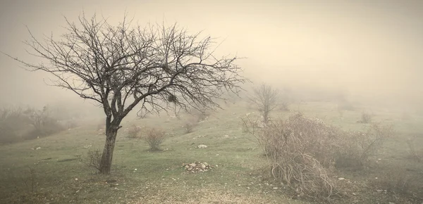 Köd, őszi mező — Stock Fotó