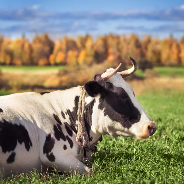 Pâturage vache tachetée — Photo