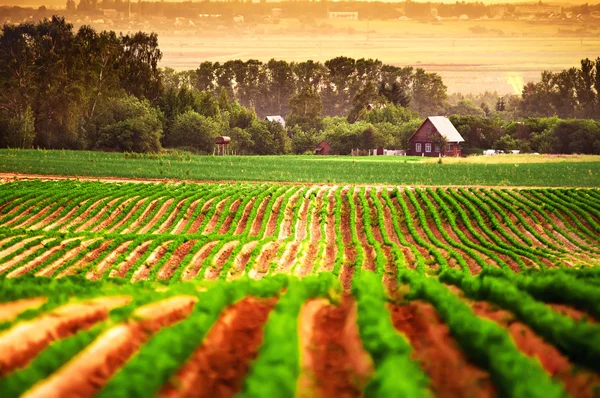 Agricultural field with house — Stock Photo, Image