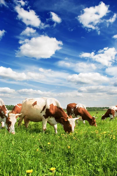 Çayırda otlayan inek sürüsü — Stok fotoğraf