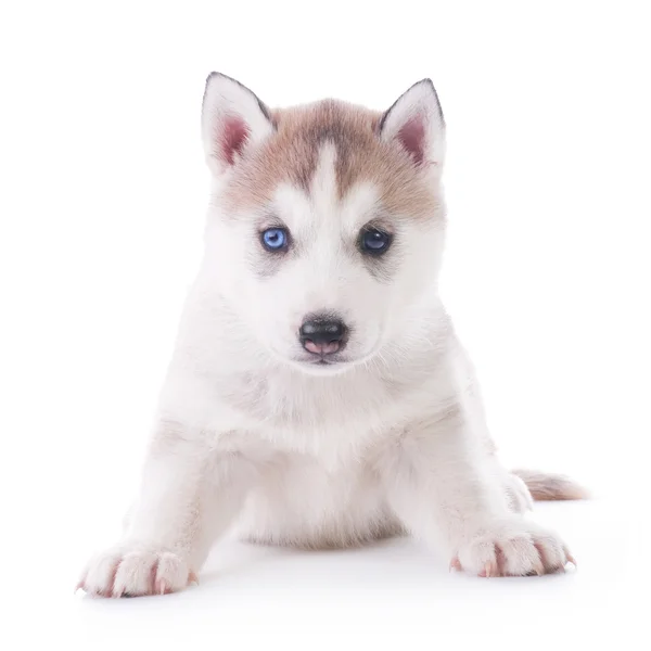 Roztomilé štěňátko husky — Stock fotografie