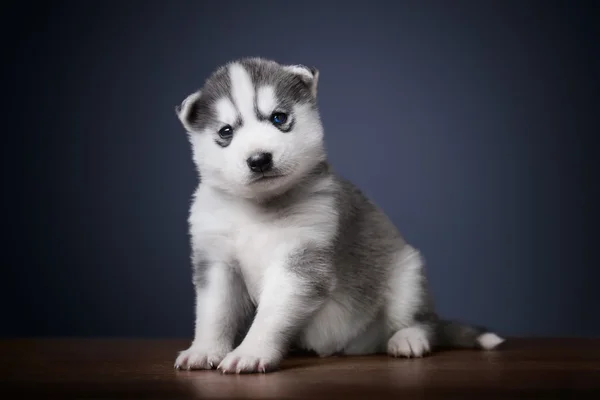 Szibériai husky kiskutya — Stock Fotó