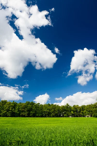 Parc urbain vert avec des arbres — Photo