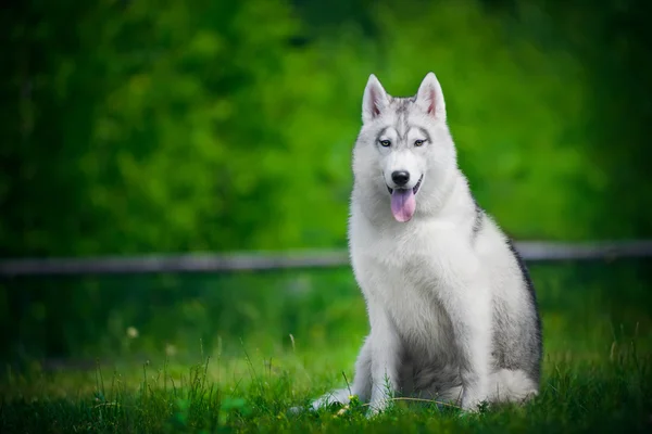 Rozkošný sibiřský husky — Stock fotografie