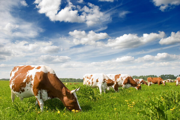 Herd of cows grazing in meadow