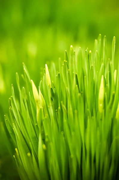 Fresh green grass — Stock Photo, Image