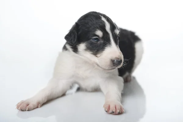 Lindo ruso borzoi cachorro —  Fotos de Stock