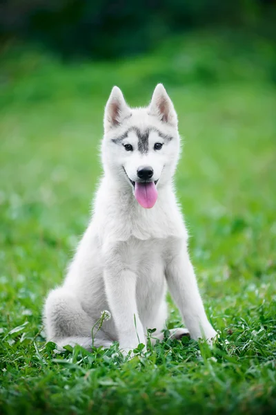 Sibirya kurt köpeği. — Stok fotoğraf
