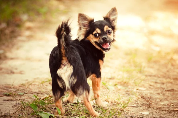 Flauschiger Chihuahua im Park — Stockfoto