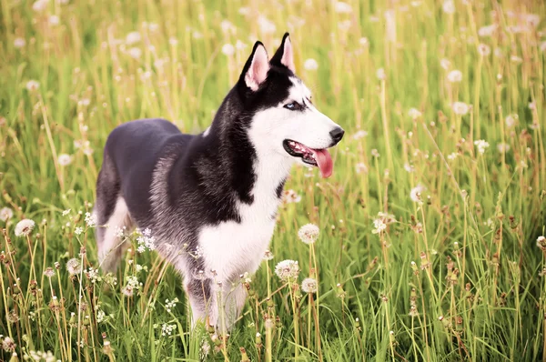 Husky står i gräs — Stockfoto