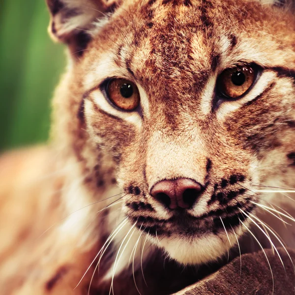 Ρύγχος του άγρια lynx — Φωτογραφία Αρχείου