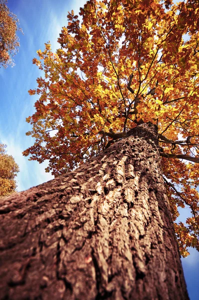 Old tall oak tree — Stock Photo, Image