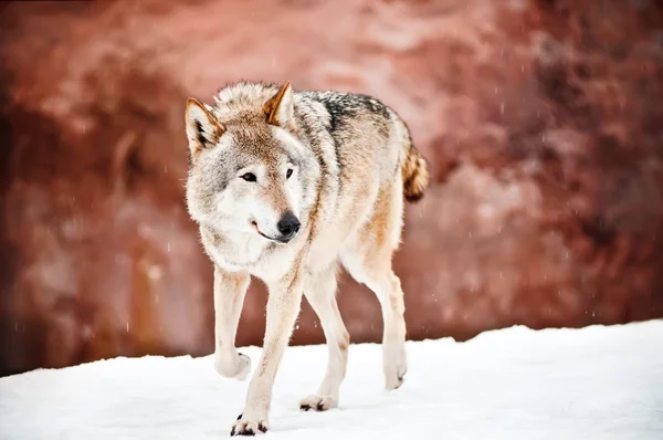 Lobo salvaje caminando — Foto de Stock