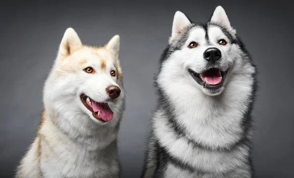 Par siberian husky hundar — Stockfoto