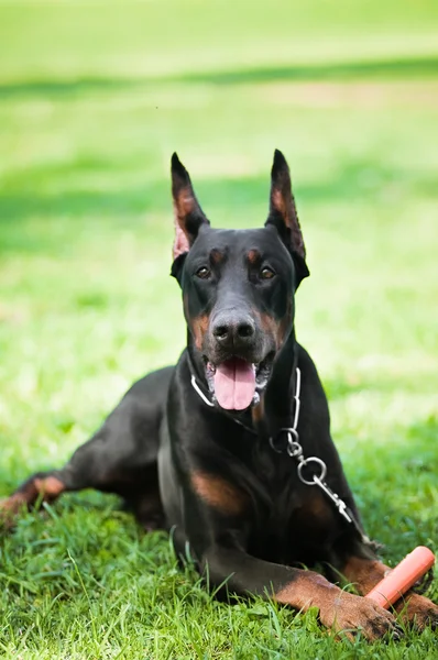 Fekete doberman pinscher — Stock Fotó