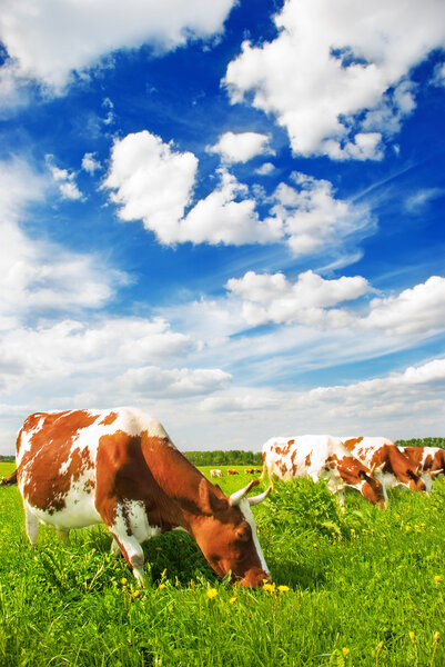 Herd of cows grazing in meadow