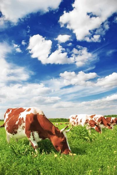 Manada de vacas pastando no prado — Fotografia de Stock