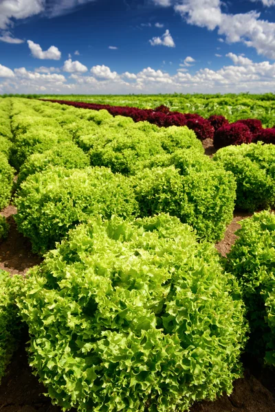 Cultivo de lechuga de ensalada en el campo —  Fotos de Stock