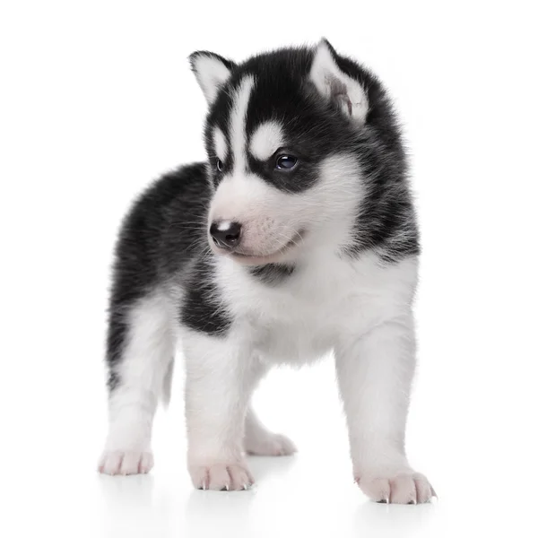 Süße kleine Husky Welpen — Stockfoto