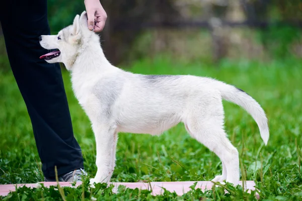 シベリアのハスキーの子犬 — ストック写真