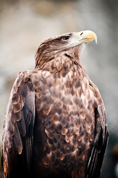 Aquila marina americana — Foto Stock