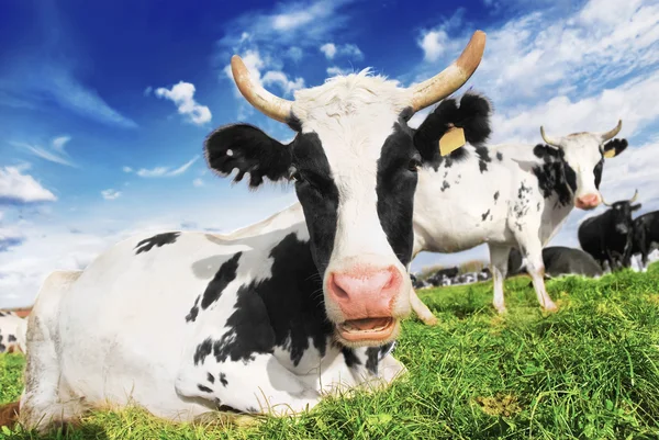 Rebaño de vacas pastando en el prado — Foto de Stock