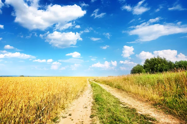 Country road beside wheat field Royalty Free Stock Photos