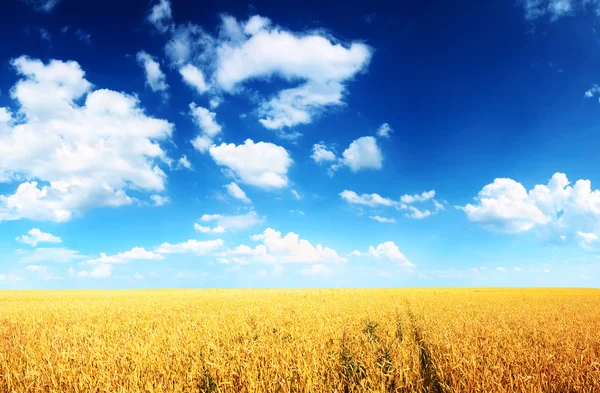 麦畑と青空 ロイヤリティフリーのストック写真