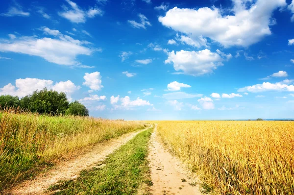 Country road beside wheat field Royalty Free Stock Images