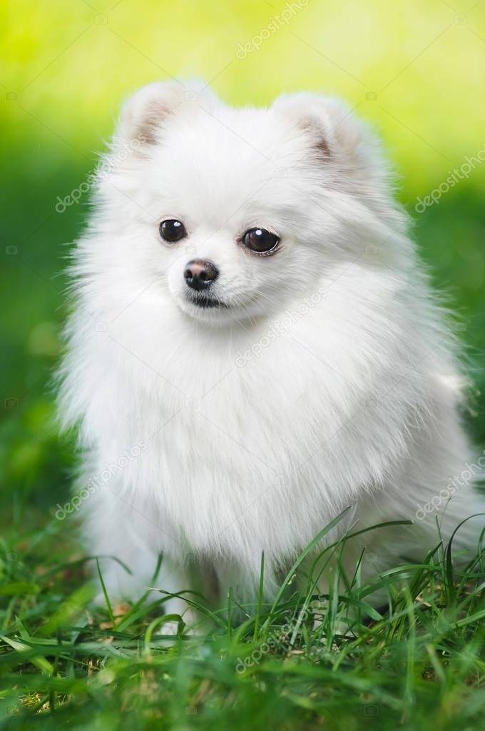 fluffy puppy of pomeranian spitz