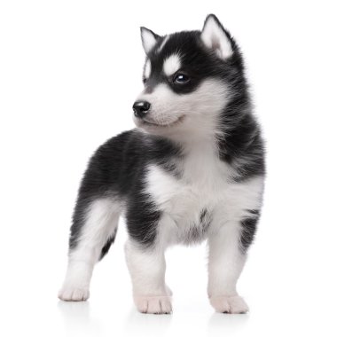 şirin husky yavrusu