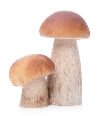 ham boletus mantarı mantar