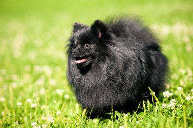 Çimenlerin üzerinde siyah shpitz