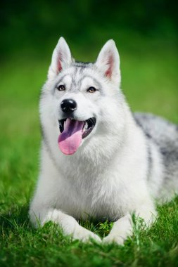 güzel siberian dış yapraklar